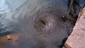 Невероятное видео: Водоворот на реке возле берега (whirlpool)