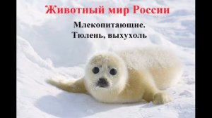 Млекопитающие Тюлень,выхухоль