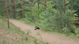 Домашний кот на природе