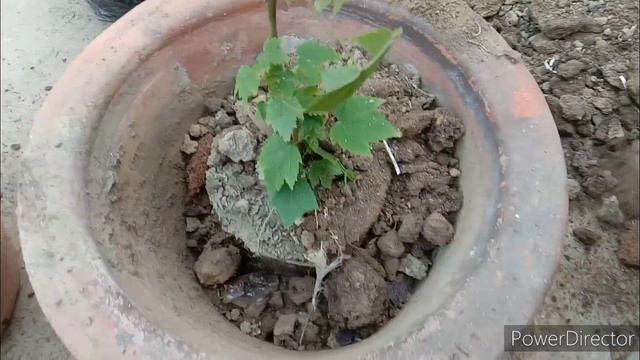 unique flowering plant how to grow and care Chinese lantern hibiscus flower plant, नायाब फूल का पौध смотреть онлайн
