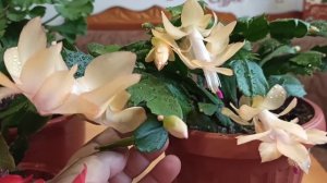 Декабристы и мой опыт по уходу за ними.