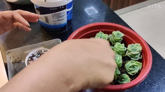 Graptoveria Lovely Rose | The Practical Gardener смотреть онлайн