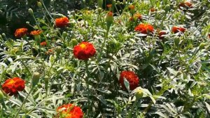 Marigold in garden || Marigold ki kheti || Tagetes🔥🔥