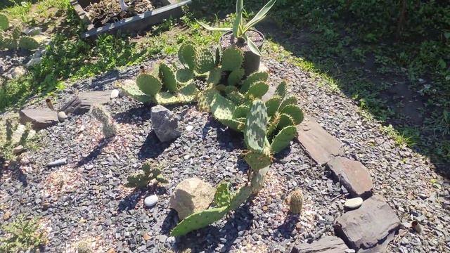 кактус опунция из Крыма зацвела в Курске!!! смотреть онлайн