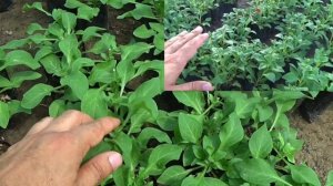 СТРИЖКА САЛЬВИИ. Ошиблись со сроками посева, рассада переросла. МОЖНО СТРИЧЬ ЛЮБУЮ РАССАДУ ЦВЕТОВ н