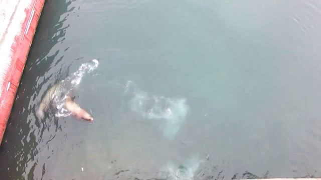 лежбище сивучей Sea Lion Colony