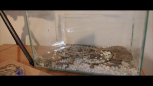 8.3 Speaking – Basil's song – Mode- solve – Video Resources - Unit 8 – Wider World Level 4 Extra Onl