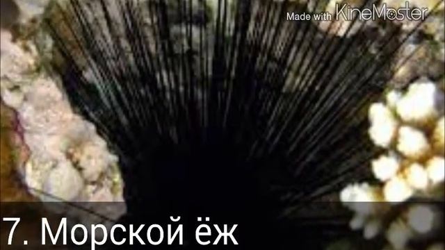 15 самых необычных обитателей глубин смотреть онлайн