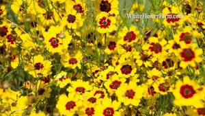 Growing Coreopsis