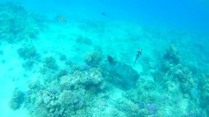 Шарм эль Шейх, бухта Наама Бэй. Рифы отеля Мовенпик❤️