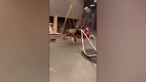 Невероятные Моменты, Снятые На Камеру