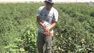 Круглый томат черри Ерколино F1