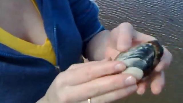 Откопанная мидия смотреть онлайн