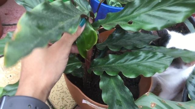 Summer care of Calathea/ Maranta Prayer plant| Save ur dying Calathea| Maranta houseplant care tips смотреть онлайн