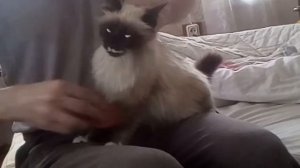 Расчёсование кошечки порода- невская маскарадная