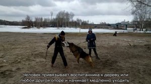 Как научить собаку команде «голос» в домашних условиях