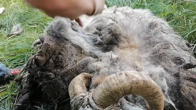 #Спаривание овец #Стрижка овец #Барбершоп Вася открывает новое направление смотреть онлайн