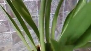 Орхидея мильтониопсис: уход, мои ошибки, мои наблюдения...