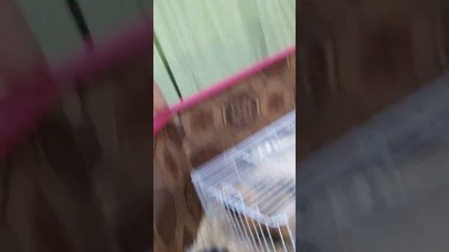 Контактный зоопарк в ТЦ Крым. Гуляем с Аленой,комим зверюшек смотреть онлайн