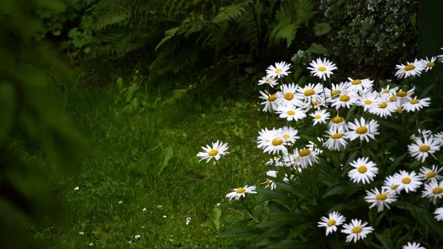 Успокаивающая мелодия для сна со звуками дождя в лесу смотреть онлайн