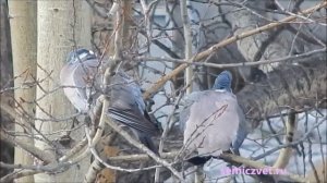 ? Дикий лесной голубь - Вяхирь