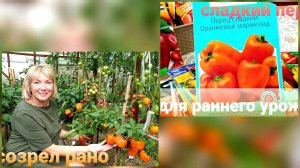 Выбираю семена Сорта сладкого перца для раннего урожая. Острый перец.Что посажу.