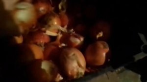 Как мыши лук уничтожают