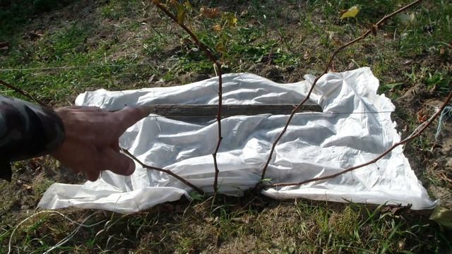 ОБРЕЗКА МОЛОДЫХ КУСТОВ ВИНОГРАДА смотреть онлайн