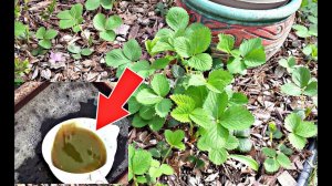 Урожай клубники вас приятно удивит после этой внекорневой подкормки!