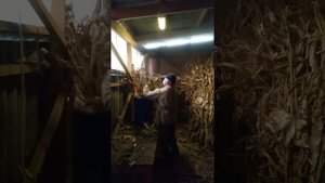 Измельчение ботвы кукурузы.