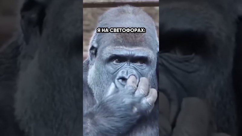 Нет, ну и гаишников тоже могу этим накормить, если попросят…