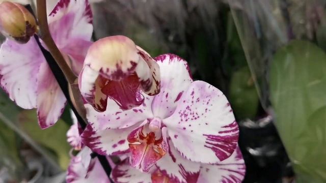 Абба, Magic Art, Каменная роза в бомбическом завозе орхидей магазина Бауцентр г. Омск. смотреть онлайн