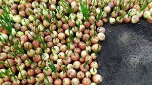 Лук на перо, лук на зелень как бизнес идея. Кстати сорт второго лука Манас а не Испаньол.