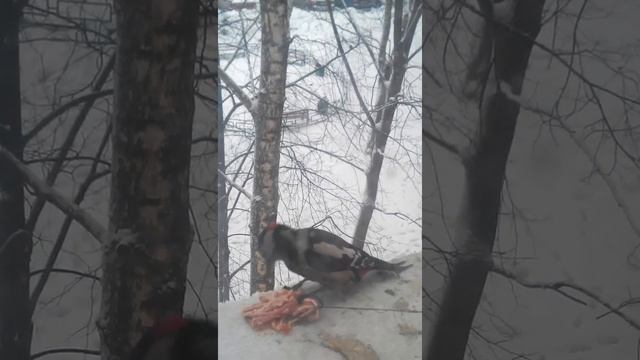 дятел на окне смотреть онлайн