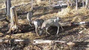Молодые самцы Косули с пантами на солонце