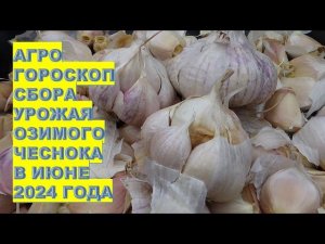 Агрогороскоп уборки озимого чеснока в июне 2024 Agrohoroscope for harvesting winter garlic in June 2