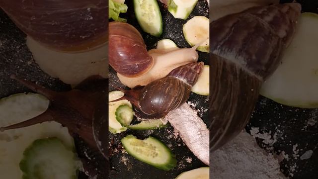 Мои улитки ахатины смотреть онлайн