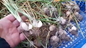 Луковицы птицемлечника. Когда выкапывать и когда сажать?