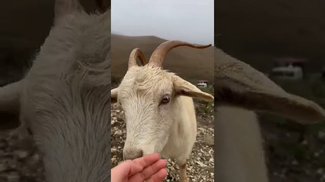 КОЗОЧКА В ГОРАХ 😍🐐