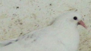 #Pigeons.Как паровать голубей и какие гены передаются птенцов.