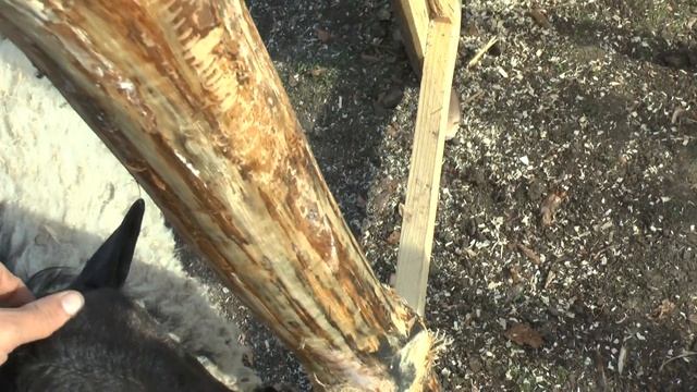 Итоги содержания поросят Венгерская мангалица за 1г.3м. смотреть онлайн