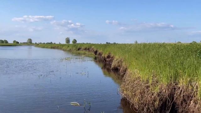 Нельма на спиннинг. Обь, протока Кирьяс. На катере.