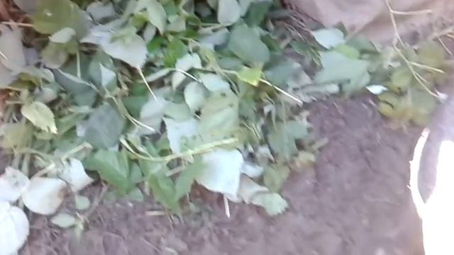 август 2017.Четырёхмесячный поросёнок вьетнамской породы смотреть онлайн