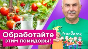ЗАБУДЬТЕ О БОЛЕЗНЯХ И ВРЕДИТЕЛЯХ НА ТОМАТАХ! Схема обработок томатов от посадки до сбора урожая