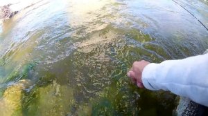 PECHE AU MICRO SPINNER : WADING EN LOIRE