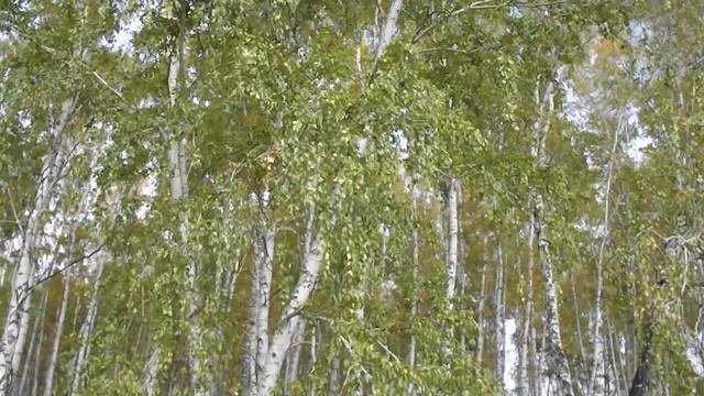 ЭТО СТИХ ОТ АВТОРА КАНАЛА ДОМОДЕДО ДЕРЕВНЯ И ТОЧКА