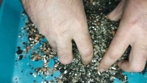Рыжие пятная на кактусе. Уход за кактусом. Болезнь кактусов.