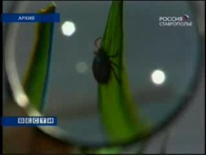 От клещевого энцефалита спасет прививка