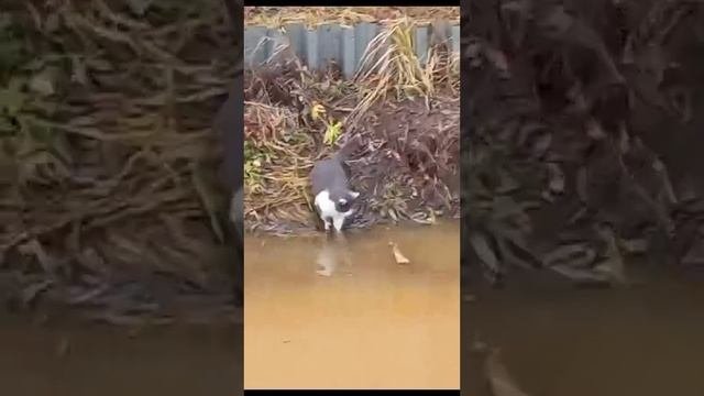 степашка