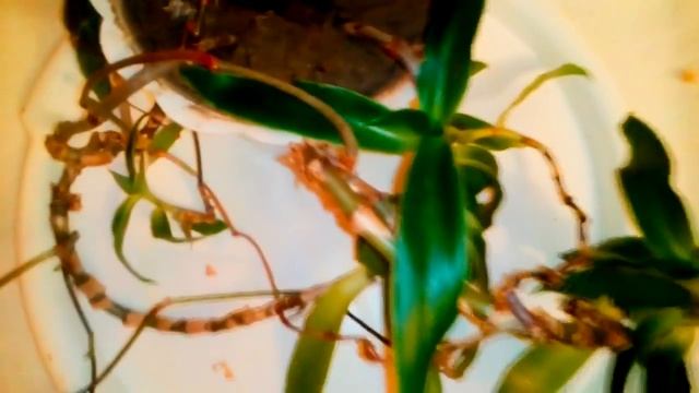 ЗОЛОТОЙ УС - ВАШ ДОМАШНИЙ ЛЕКАРЬ. смотреть онлайн